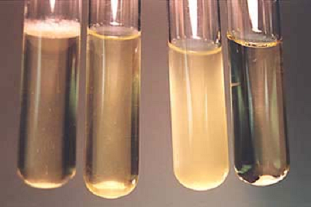 बैबियो ने ग्लोबल माइक्रोबायोलॉजी लैब्स के लिए हाई-परफॉर्मेंस ब्रेन हार्ट इन्फ्यूजन ब्रोथ लॉन्च किया