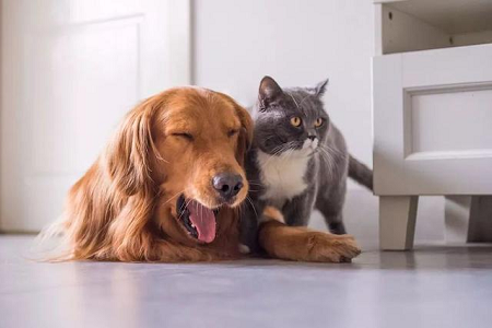 बेबीओ ने पालतू जानवरों में तेजी से टोक्सोप्लाज्मा एंटीबॉडी का पता लगाने के लिए टोक्सो एब टेस्ट किट लॉन्च की