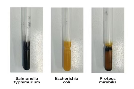 BABIO ने विश्वसनीय वैश्विक माइक्रोबियल नमूना स्थानांतरण के लिए उच्च-प्रदर्शन परिवहन माध्यम (एसएस प्रकार) लॉन्च किया