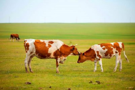 BABIO ने आधुनिक मवेशी पालन के लिए उच्च-संवेदनशीलता बोवाइन गर्भावस्था रैपिड टेस्ट किट पेश की