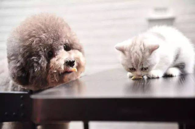 फेलिन पेस्टिलेंशियल वायरस का पता लगाने के लिए रैपिड एफपीवी एजी टेस्ट किट